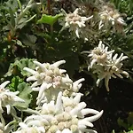 펜션 Alpenparadies Komfort 그린델발트