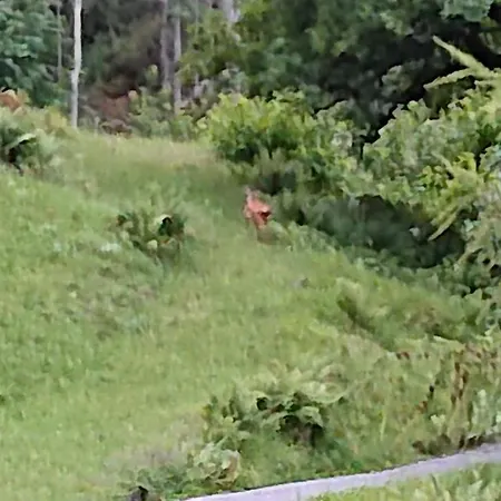 펜션 Alpenparadies Komfort *