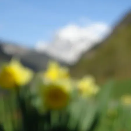 Alpenparadies Grindelwald