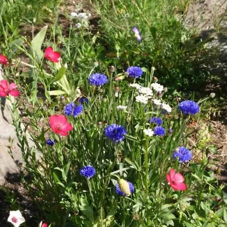 Tatil Evi Alpenparadies Komfort