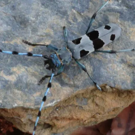 Сasa de vacaciones Alpenparadies