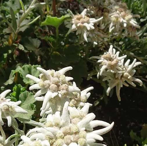 別荘 Alpenparadies Komfort グリンデルヴァルト