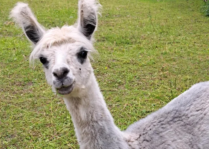 Alpenparadies Komfort グリンデルヴァルト