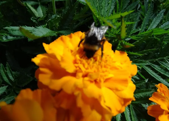 Alpenparadies Komfort Grindelwald