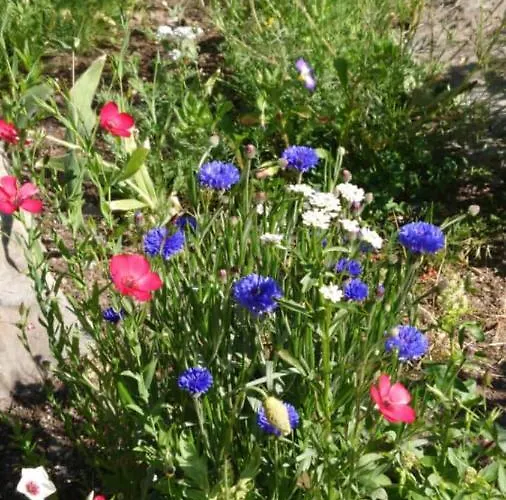 Holiday home Alpenparadies Komfort