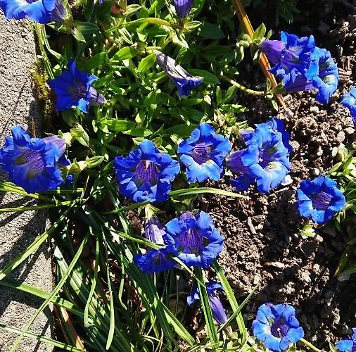 Holiday home Alpenparadies Komfort