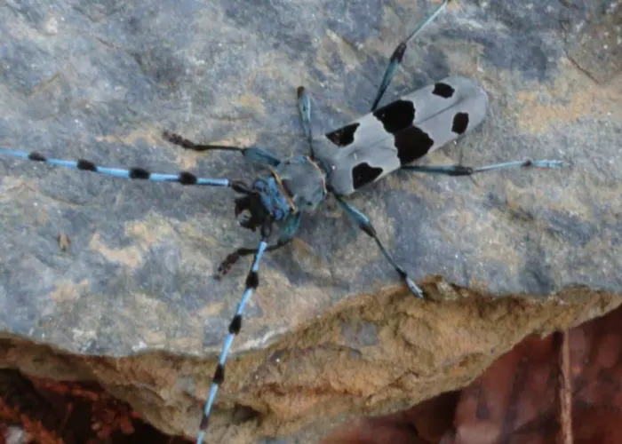 Holiday home Alpenparadies Komfort